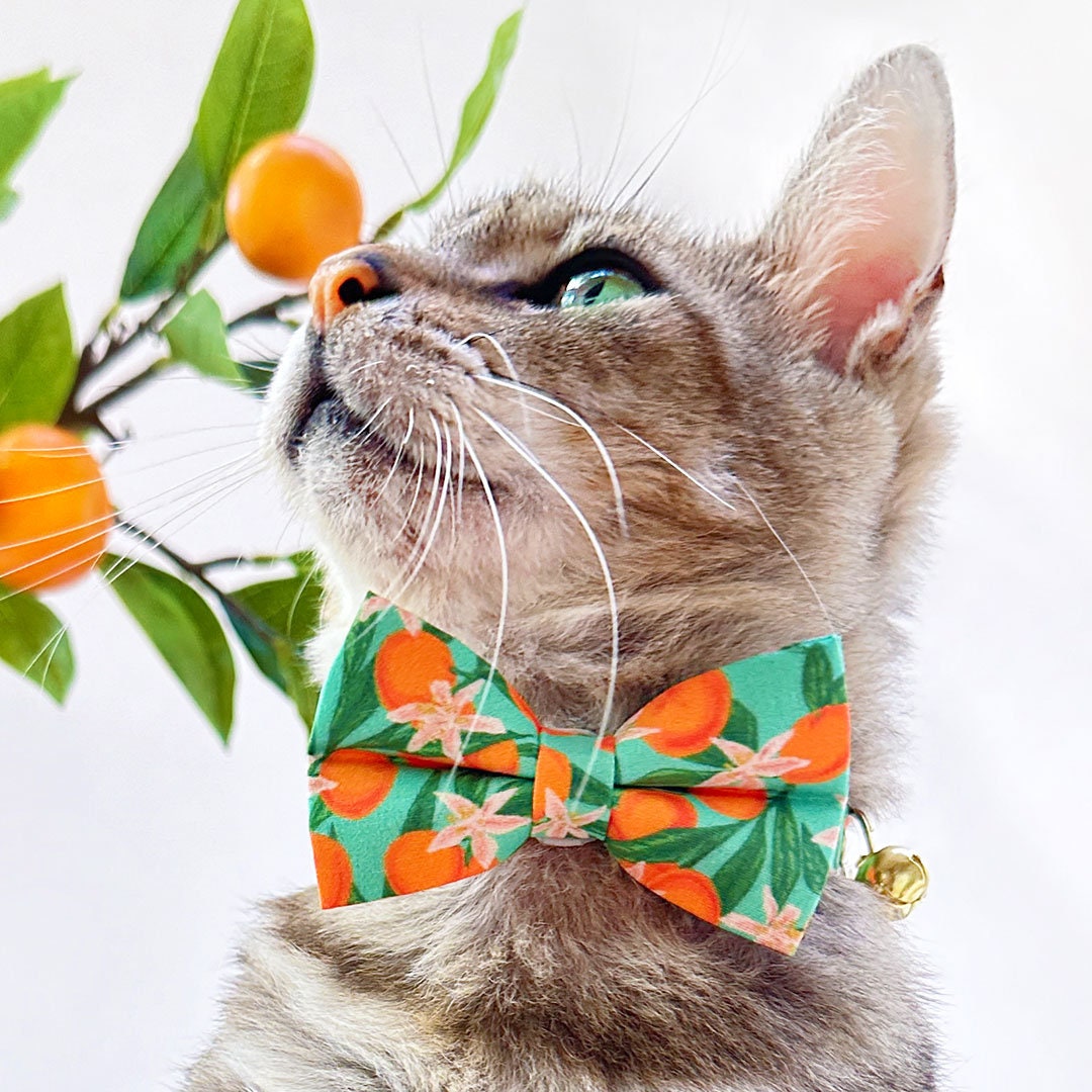Pet Bow Tie - "Clementine Blossom" - Mint Green & Orange Citrus Cat Bow Tie / Spring, Summer, Tangerine, Tropical / For Cats + Small Dogs (One Size)