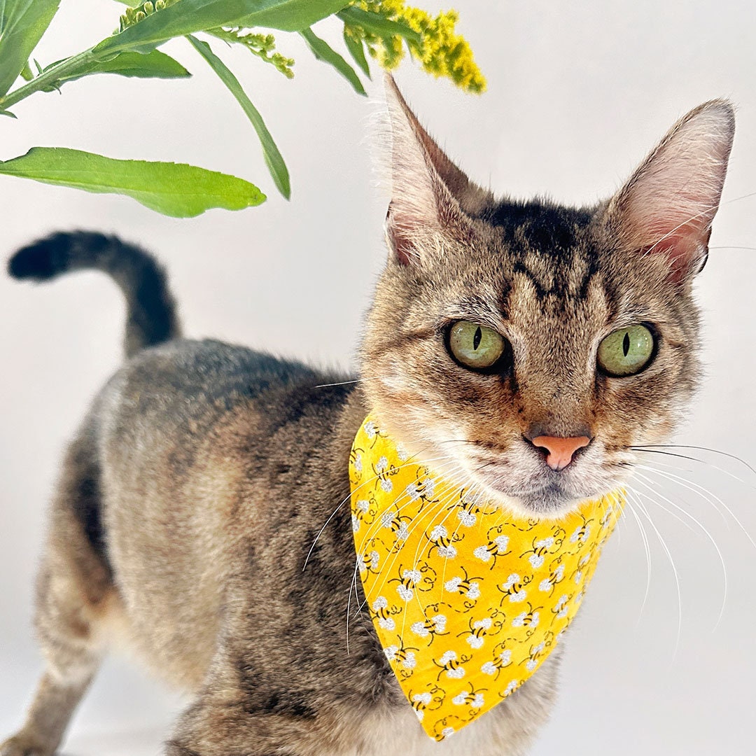 Pet Bandana - "Show Me The Honey" - Yellow Bee Bandana for Cat + Small Dog / Spring + Summer / Slide-on Bandana / Over-the-Collar (One Size)
