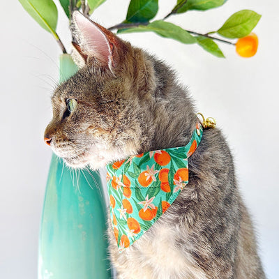 Cat Collar - "Clementine Blossom" - Green & Orange Citrus Cat Collar / Breakaway Buckle or Non-Breakaway / Cat, Kitten + Small Dog Sizes