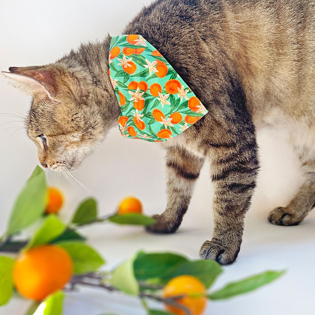 Pet Bandana - "Clementine Blossom" - Mint Green & Orange Citrus Bandana for Cat + Small Dog / Spring. Summer, Tangerine, Tropical / Slide-on Bandana / Over-the-Collar (One Size)