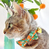 Cat Collar - "Clementine Blossom" - Green & Orange Citrus Cat Collar / Breakaway Buckle or Non-Breakaway / Cat, Kitten + Small Dog Sizes