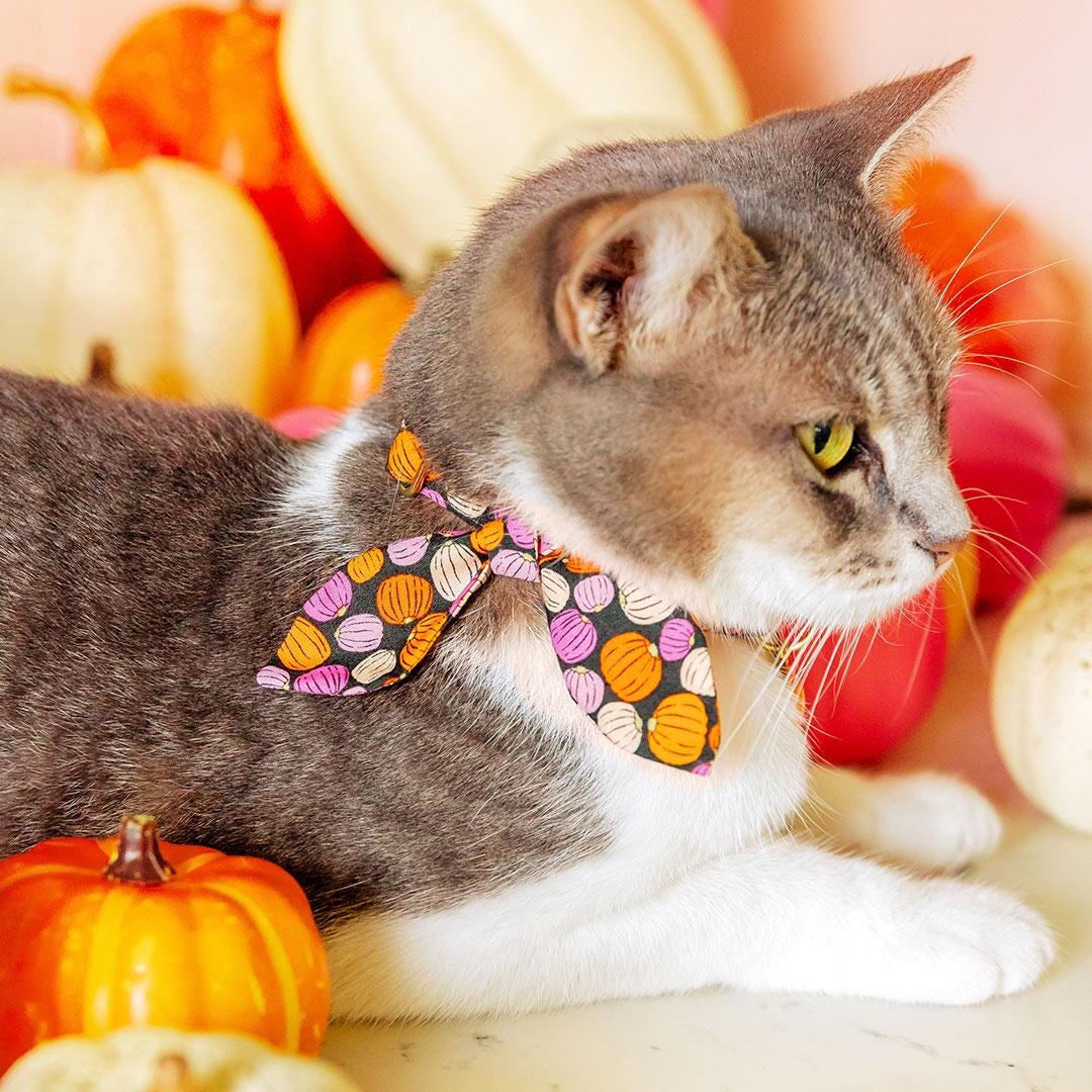 Cat Collar & Bunny Ear Bow Set - "Pumpkin Toss" - Orange Pink Pumpkin Cat Collar w/ Matching Bunny Bow Tie / Fall + Halloween / Cat, Kitten + Small Dog Sizes