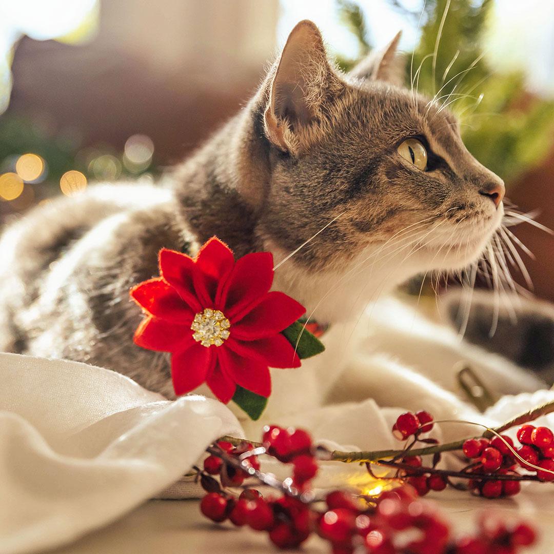 Holiday Cat Collar + Flower Set - "Victorian Christmas - Green" - Elegant Holly Cat Collar + Specialty Christmas Red Poinsettia Felt Flower (Detachable)