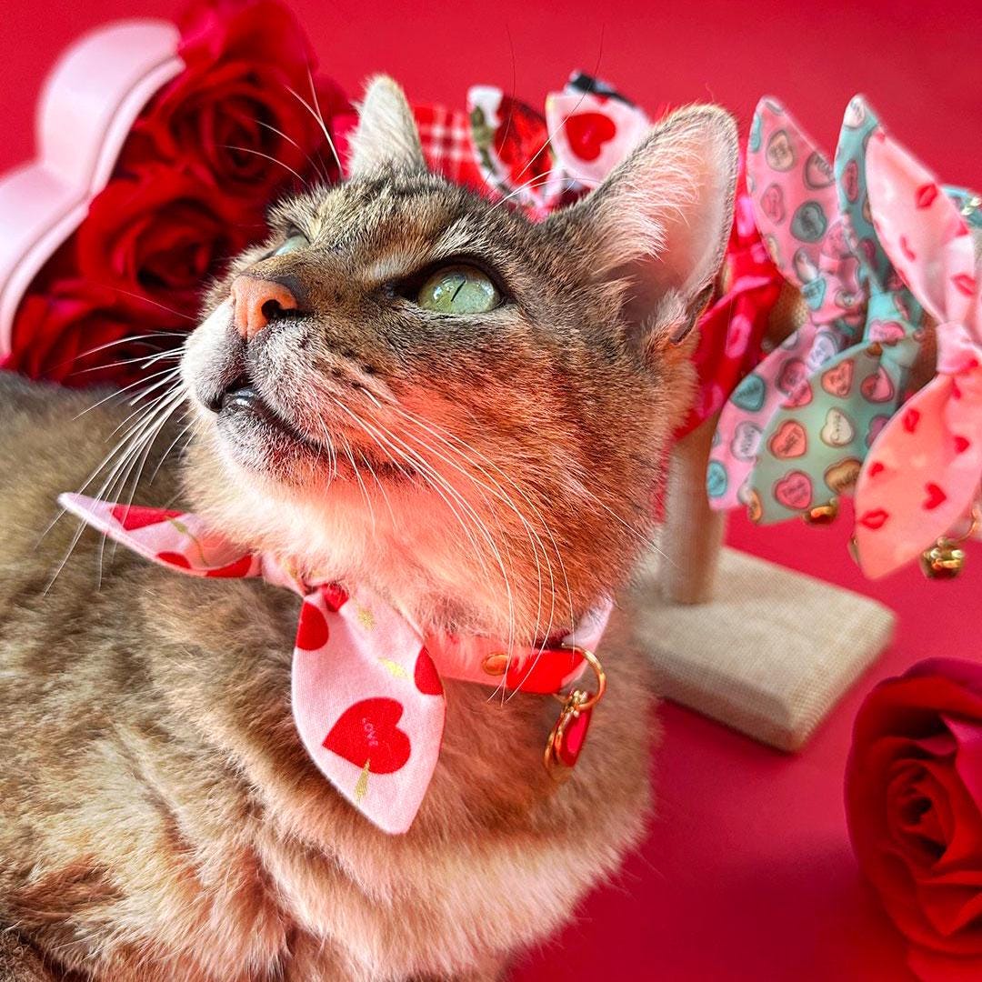 Cat Collar & Bunny Ear Bow Set - "Lovestruck" - Valentine's Day Heart Cat Collar w/ Matching Bunny Bow Tie / Tie-On Scarf / Cat, Kitten + Small Dog Sizes