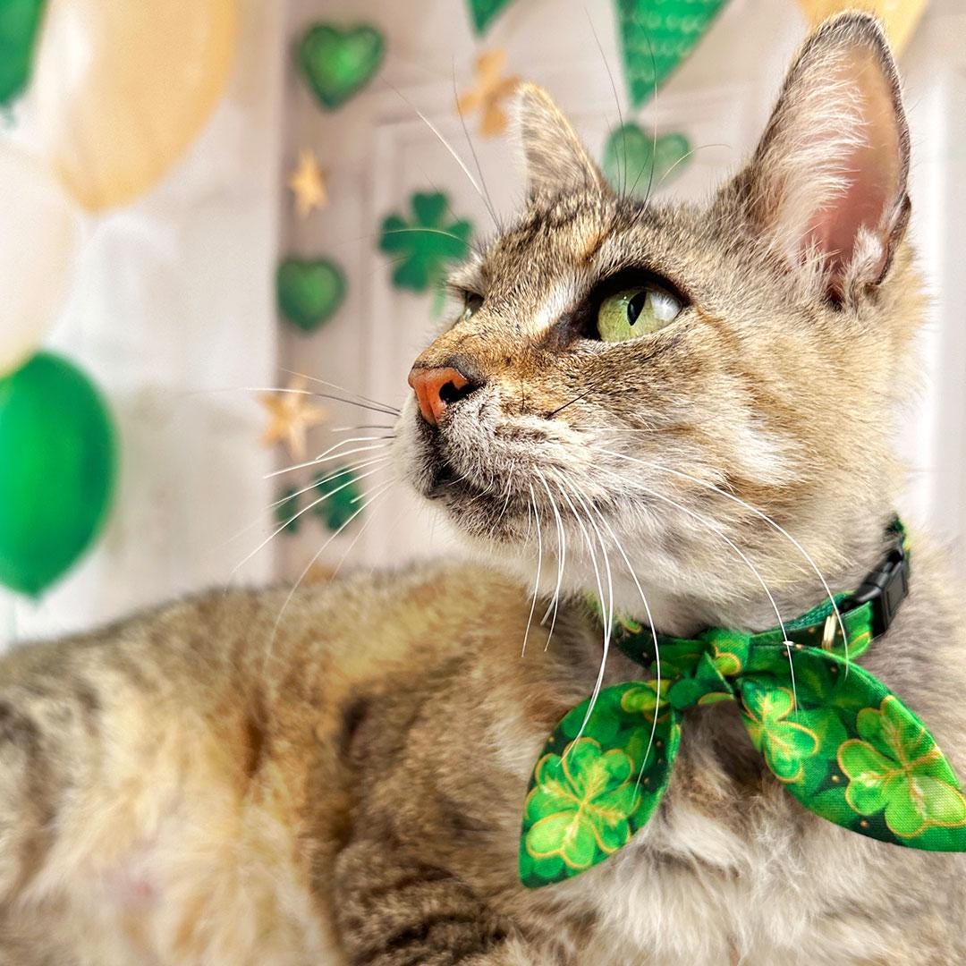 Cat Collar - "Irish Garden" - St. Patrick's Day Green Shamrock Cat Collar / Breakaway or Non-Breakaway / Lucky Clover / Cat + Small Dog