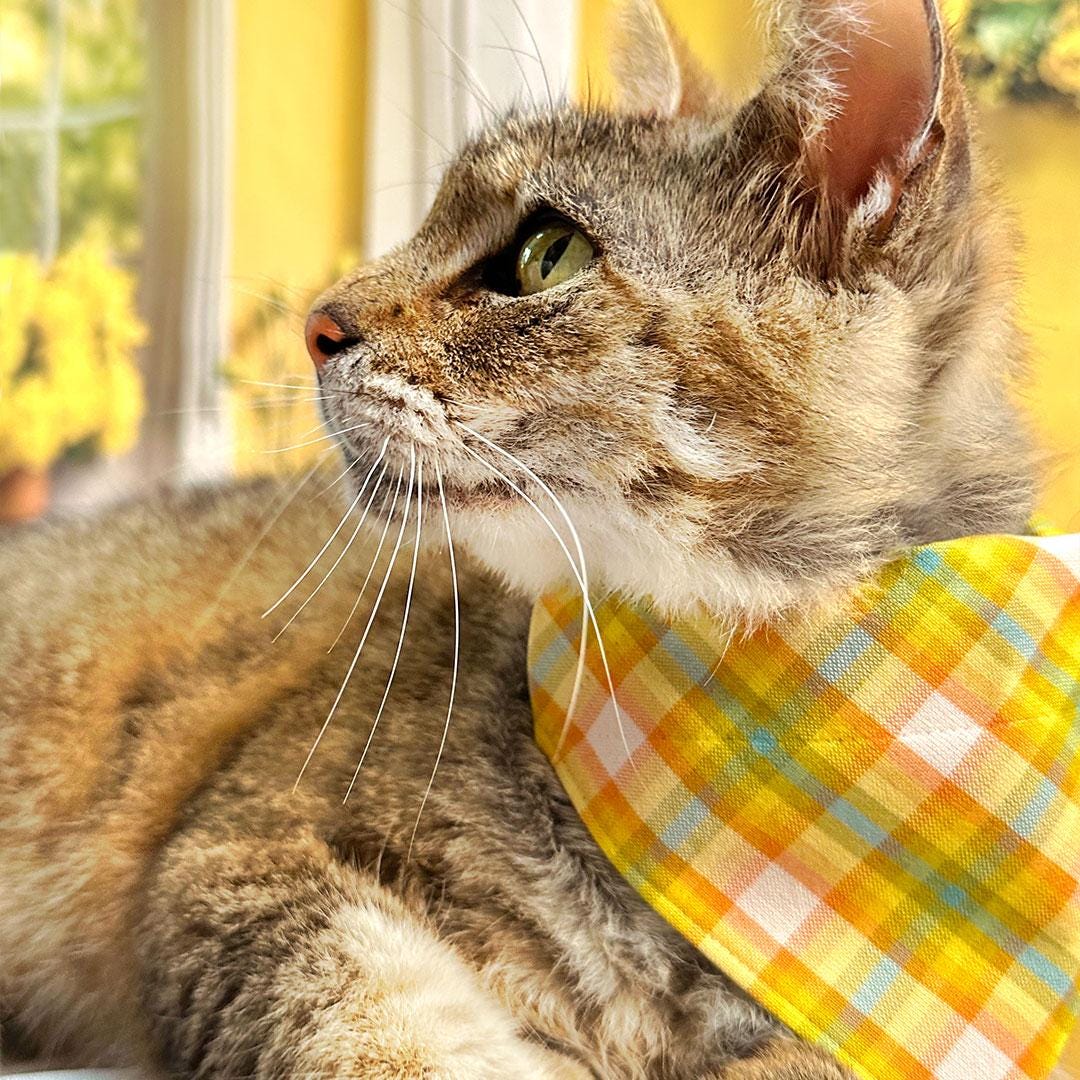 Cat Collar - "Sunny Day" - Yellow Plaid Cat Collar / Spring, Summer, Easter / Breakaway or Non-Breakaway / Easter, Summer / Cat, Kitten + Small Dog Sizes