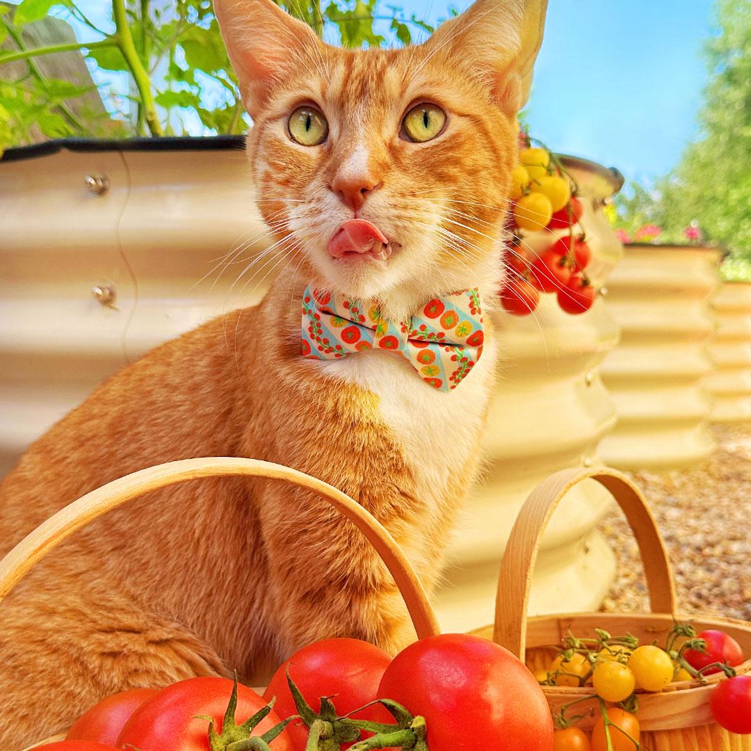 Tomato Cat Bow Tie - "Tomato Trellis" - Groovy Striped Garden Tomatoes Bow Tie for Cat Collar / Summer Fruits & Veggies, Retro 70s / Cat, Kitten + Small Dog Bowtie