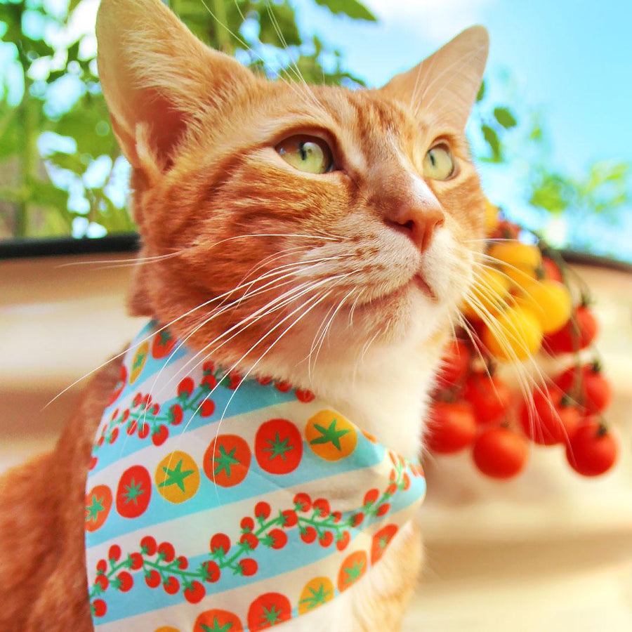 Tomato Cat Bandana - "Tomato Trellis" - Retro Striped Garden Cherry Tomatoes Bandana for Cat + Small Dog / Spring, Summer, Groovy 70s Retro / Slide-on Bandana / Over-the-Collar