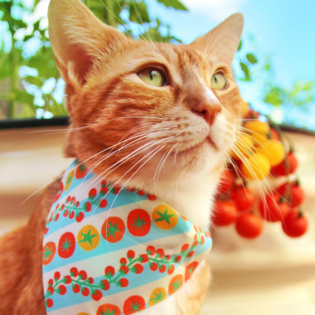 Tomato Cat Collar - "Tomato Trellis" - Cute Cherry Tomatoes Cat Collar / Garden Fruits & Veggies, Summer / Breakaway Buckle or Non-Breakaway / Cat, Kitten + Small Dog Sizes