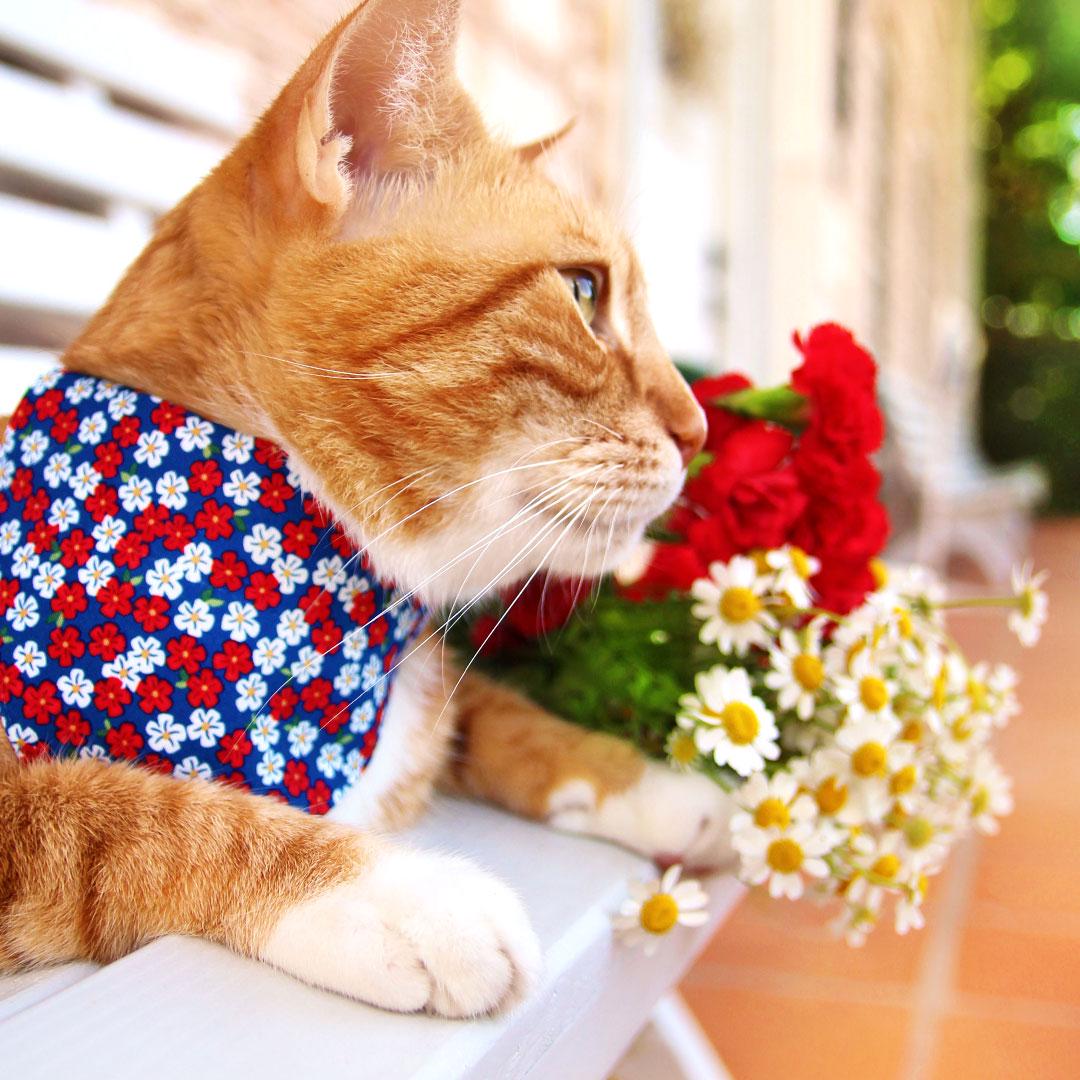 Cat Collar - "Red White & Bloom" - Blue Red Floral Cat Collar / 4th of July, Patriotic, Summer / Breakaway Buckle or Non-Breakaway / Cat, Kitten + Small Dog Sizes