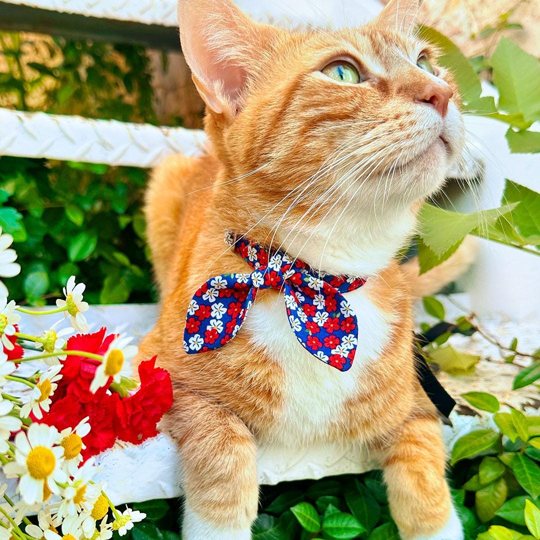 Cat Collar & Bunny Ear Bow Set - "Red White & Bloom" - Blue Red Floral Cat Collar w/ Matching Bunny Bow Tie / 4th of July, Summer, Patriotic / Tie-On Scarf / Cat, Kitten + Small Dog Sizes