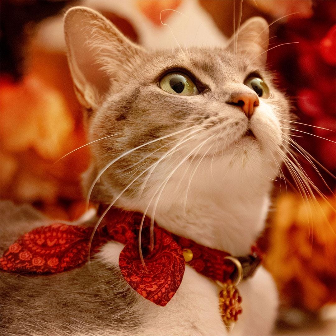 Cat Collar - "Tapestry" - Burgundy Red Paisley Cat Collar / Fall, Thanksgiving, Winter, Holiday / Breakaway Buckle or Non-Breakaway / Cat, Kitten + Small Dog Sizes
