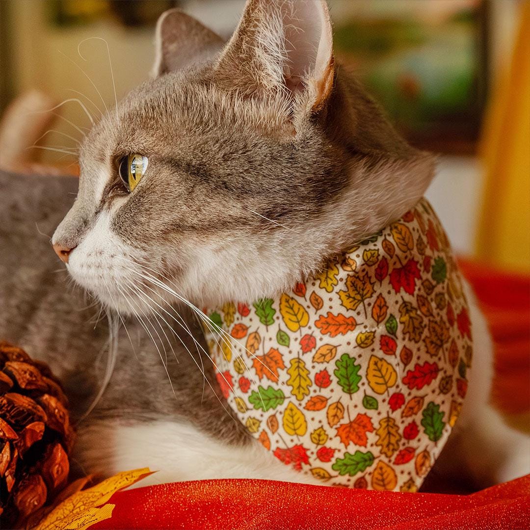 Cat Collar - "Autumn Aura" - Fall Oak & Maple Leaf Cat Collar / Fall, Thanksgiving / Breakaway Buckle or Non-Breakaway / Cat, Kitten + Small Dog Sizes