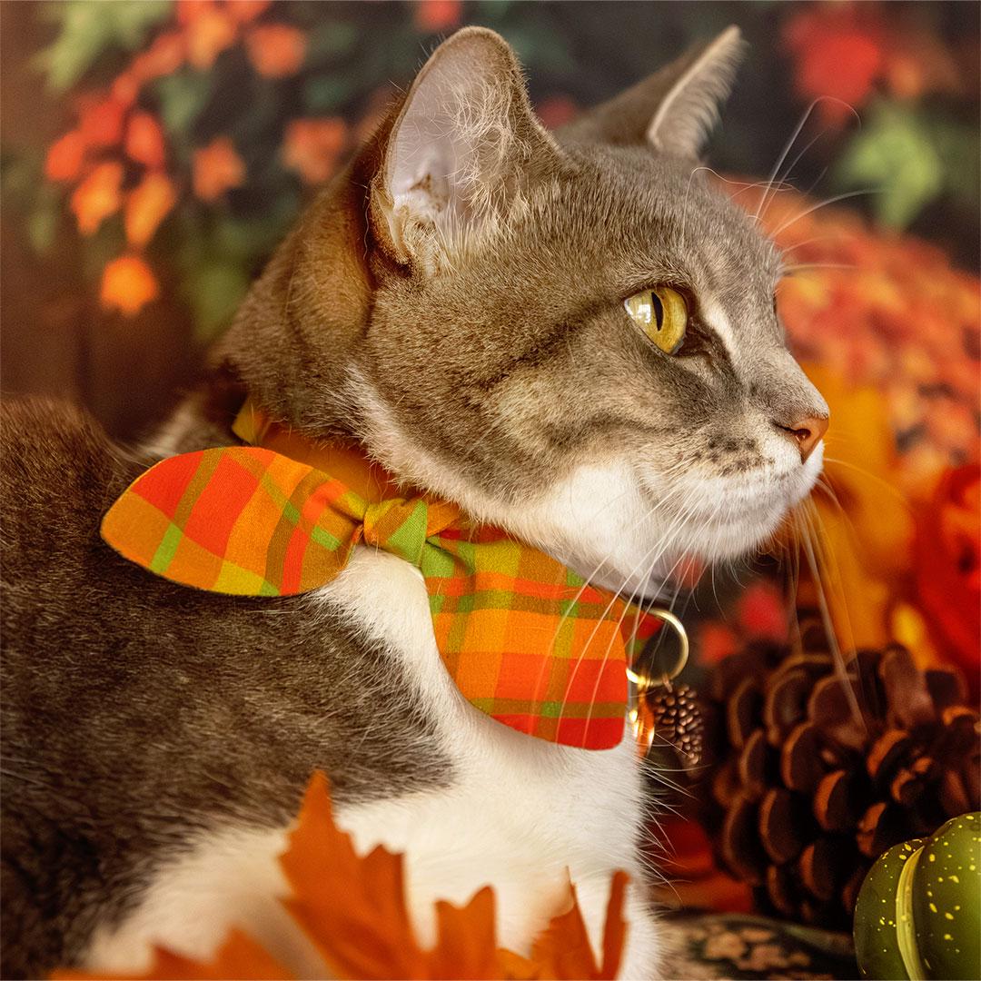 Cat Collar - "Cider Hill" - Orange Red Green Plaid Cat Collar / Fall, Thanksgiving / Breakaway Buckle or Non-Breakaway / Cat, Kitten + Small Dog Sizes