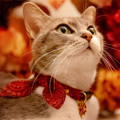 Cat Collar & Bunny Ear Bow Set - "Tapestry" - Fall Burgundy Red Paisley Cat Collar w/ Matching Bunny Bow Tie / Fall, Thanksgiving, Holiday / Tie-On Scarf / Cat, Kitten + Small Dog Sizes