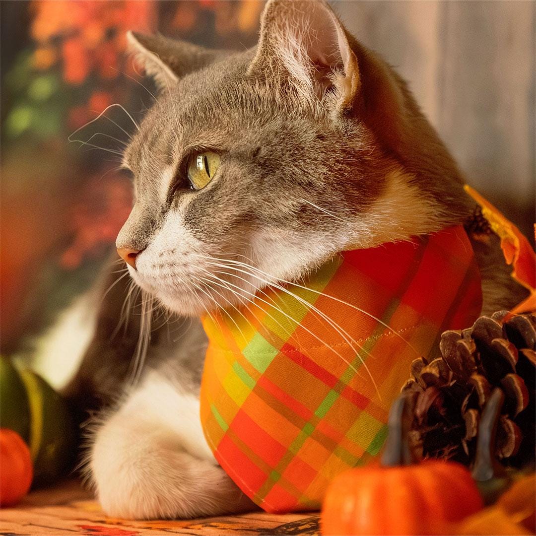 Cat Collar - "Cider Hill" - Orange Red Green Plaid Cat Collar / Fall, Thanksgiving / Breakaway Buckle or Non-Breakaway / Cat, Kitten + Small Dog Sizes