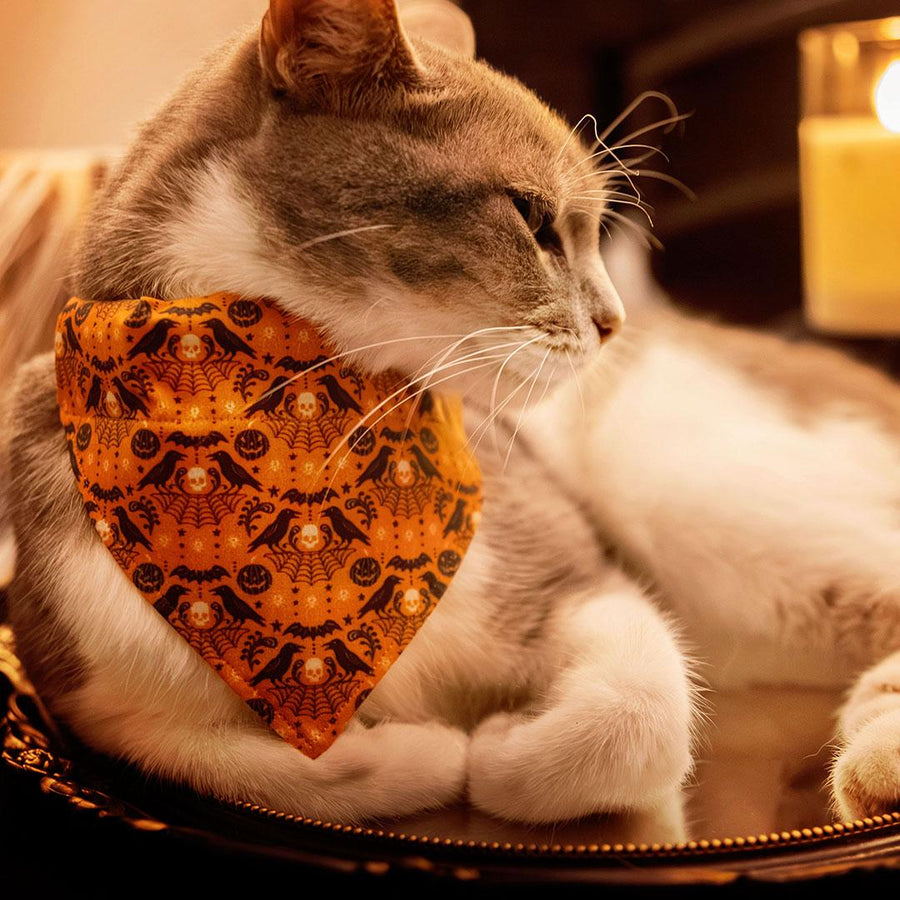 Raven Cat Bandana - "Nevermore" - Orange Halloween Bandana for Cat + Small Dog / Spiderweb, Skull, Gothic / Slide-on Bandana / Over-the-Collar