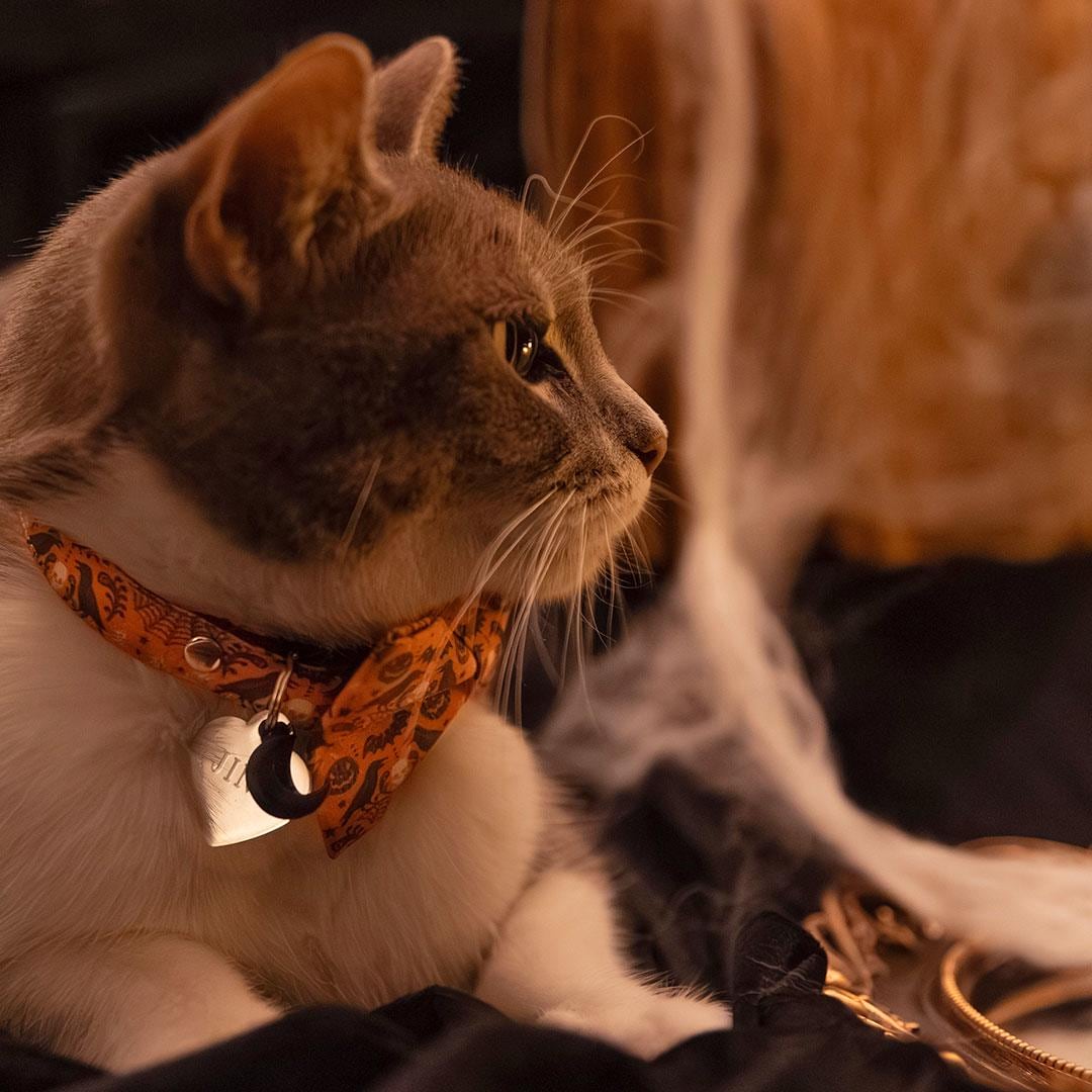 Halloween Bow Tie Cat Collar Set - "Nevermore" - Skull & Raven Cat Collar with Bow Tie / Spooky, Gothic, Elegant, Edgar Allen Poe / Cat, Kitten, Small Dog Sizes