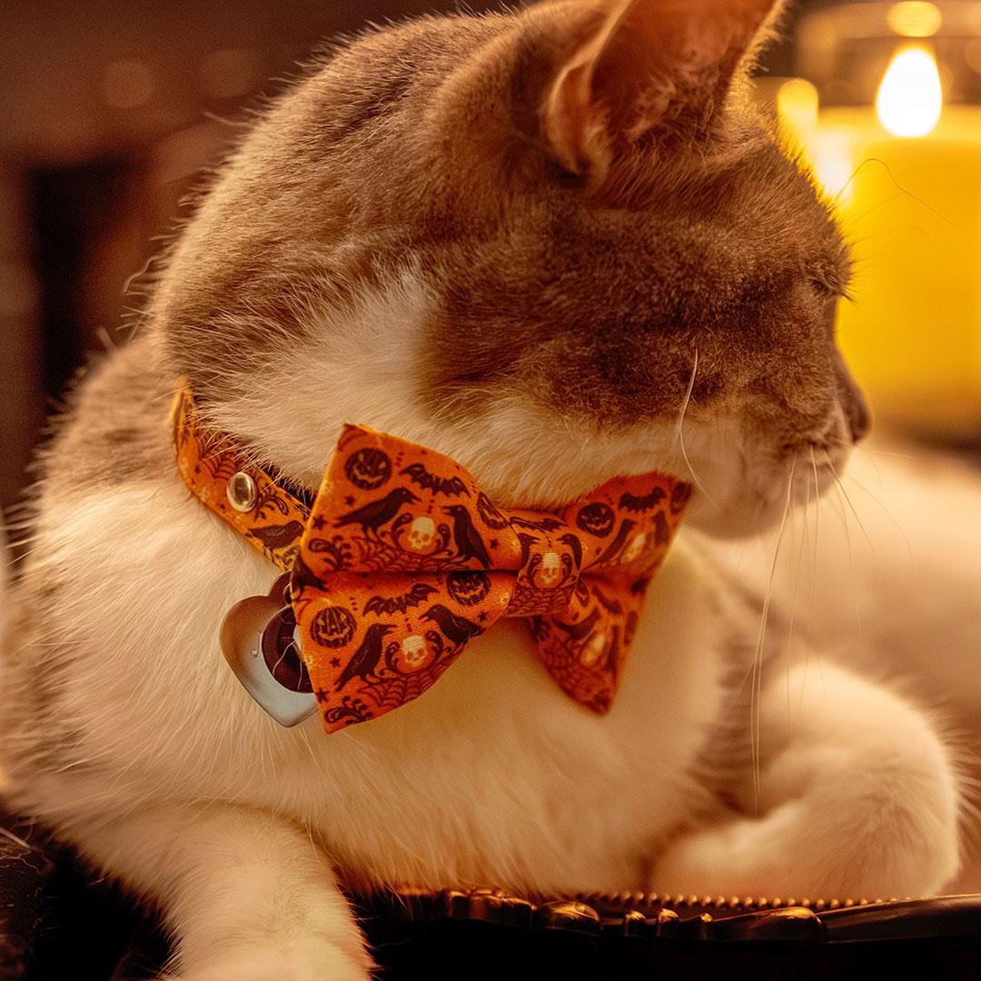 Raven Cat Bow Tie - "Nevermore" - Orange Halloween Bow Tie for Cat Collar / Gothic, Spiderweb, Edgar Allen Poe / Cat, Kitten + Small Dog Bowtie