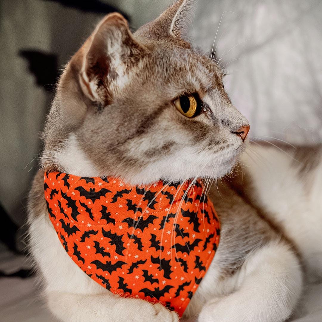 Halloween Cat Bandana - "Batty Babe - Orange" - Bat Bandana for Cat + Small Dog / Spooky, Creepy, Gothic / Slide-on Bandana / Over-the-Collar