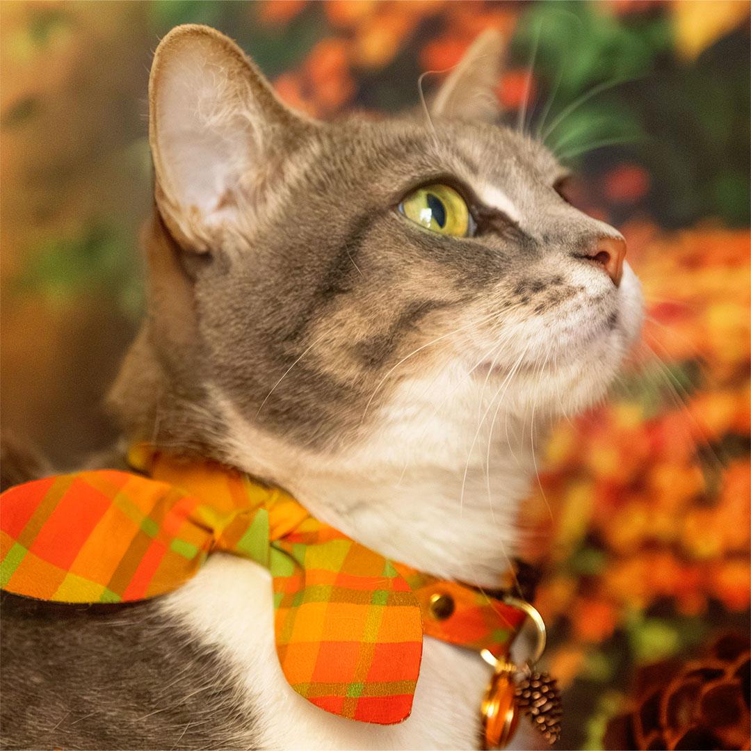 Cat Collar & Bunny Ear Bow Set - "Cider Hill" - Plaid Cat Collar w/ Matching Bunny Bow Tie / Fall + Thanksgiving / Tie-On Scarf / Cat, Kitten + Small Dog Sizes