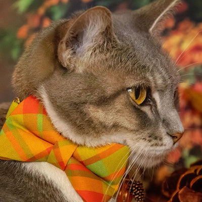 Fall Cat Bow Tie - "Cider Hill" - Orange Plaid Bow Tie for Cat Collar / Autumn, Thanksgiving, Harvest / Cat, Kitten + Small Dog Bowtie