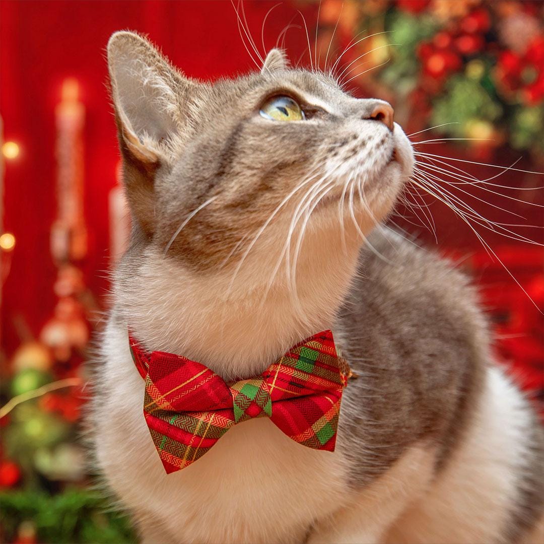 Holiday Plaid Cat Collar - "Cranberry Clove" - Red Christmas Tartan Cat Collar / Breakaway Buckle or Non-Breakaway / Cat, Kitten + Small Dog Sizes
