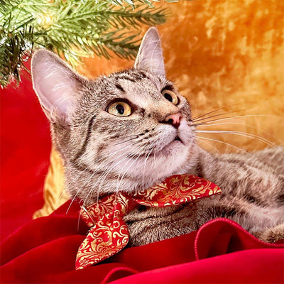 Regal Cat Collar - "Royal Ruby" - Gold & Red Cat Collar / Wedding, Medieval, Victorian, Fancy / Breakaway Buckle or Non-Breakaway / Cat, Kitten + Small Dog Sizes