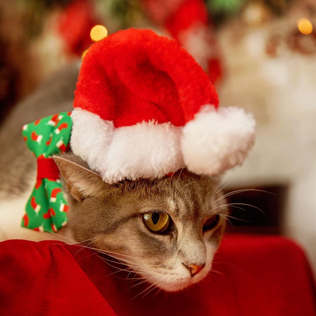 Holiday Bow Tie Cat Collar Set - "Christmas Stockings" - Festive Red Socks on Green Cat Collar with Bow Tie / Cat, Kitten, Small Dog Sizes
