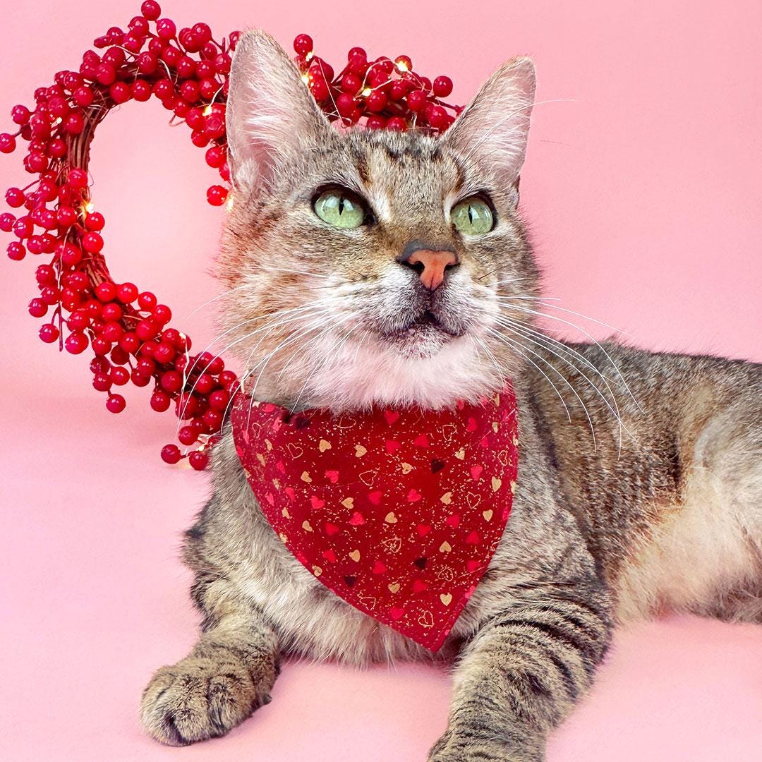 Heart Cat Bandana - "Amour" - Red & Gold Valentine's Day Bandana for Cat + Small Dog / Slide-on Bandana