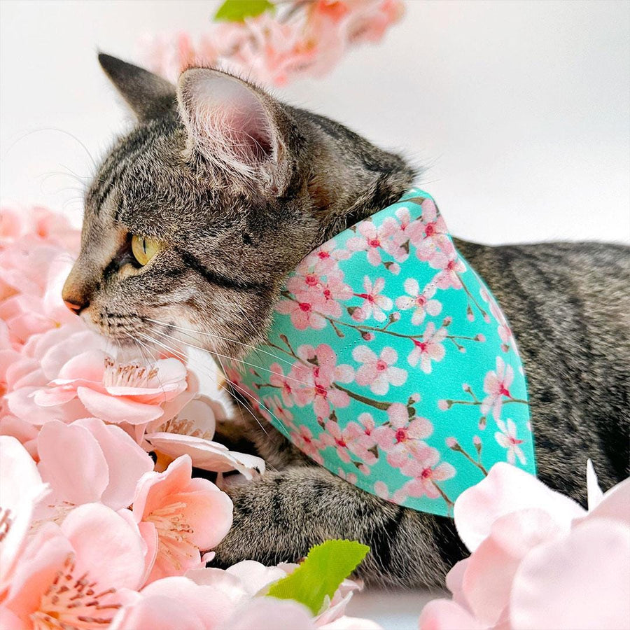 Floral Cat Bandana - "Cherry Blossoms" - Spring Sakura Bandana for Cat + Small Dog / Mint, Japanese / Slide-on Bandana