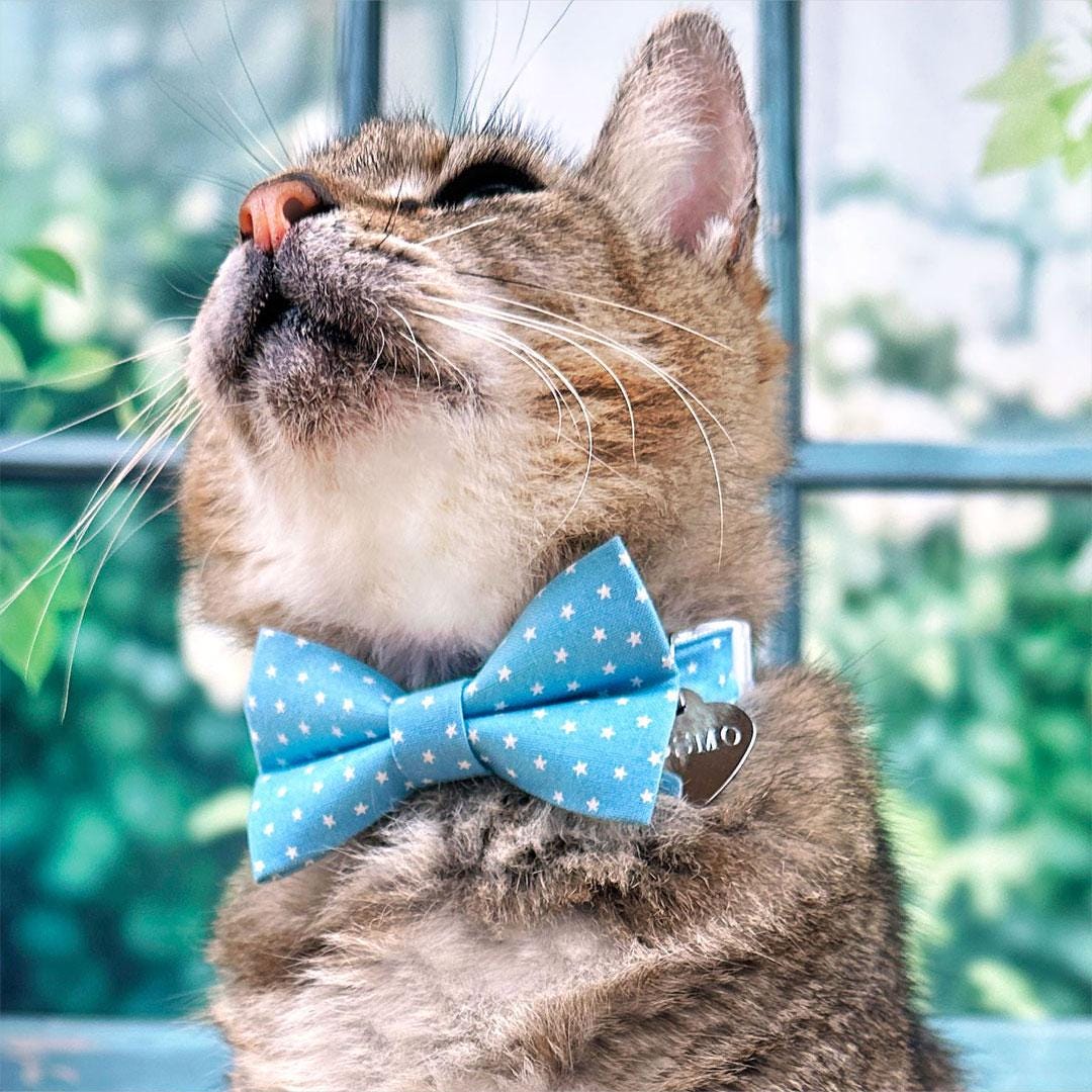 Chambray Cat Collar - "Lucky Star" - Little Stars on Light Blue Cat Collar / Breakaway Buckle or Non-Breakaway / Cat, Kitten + Small Dog Sizes