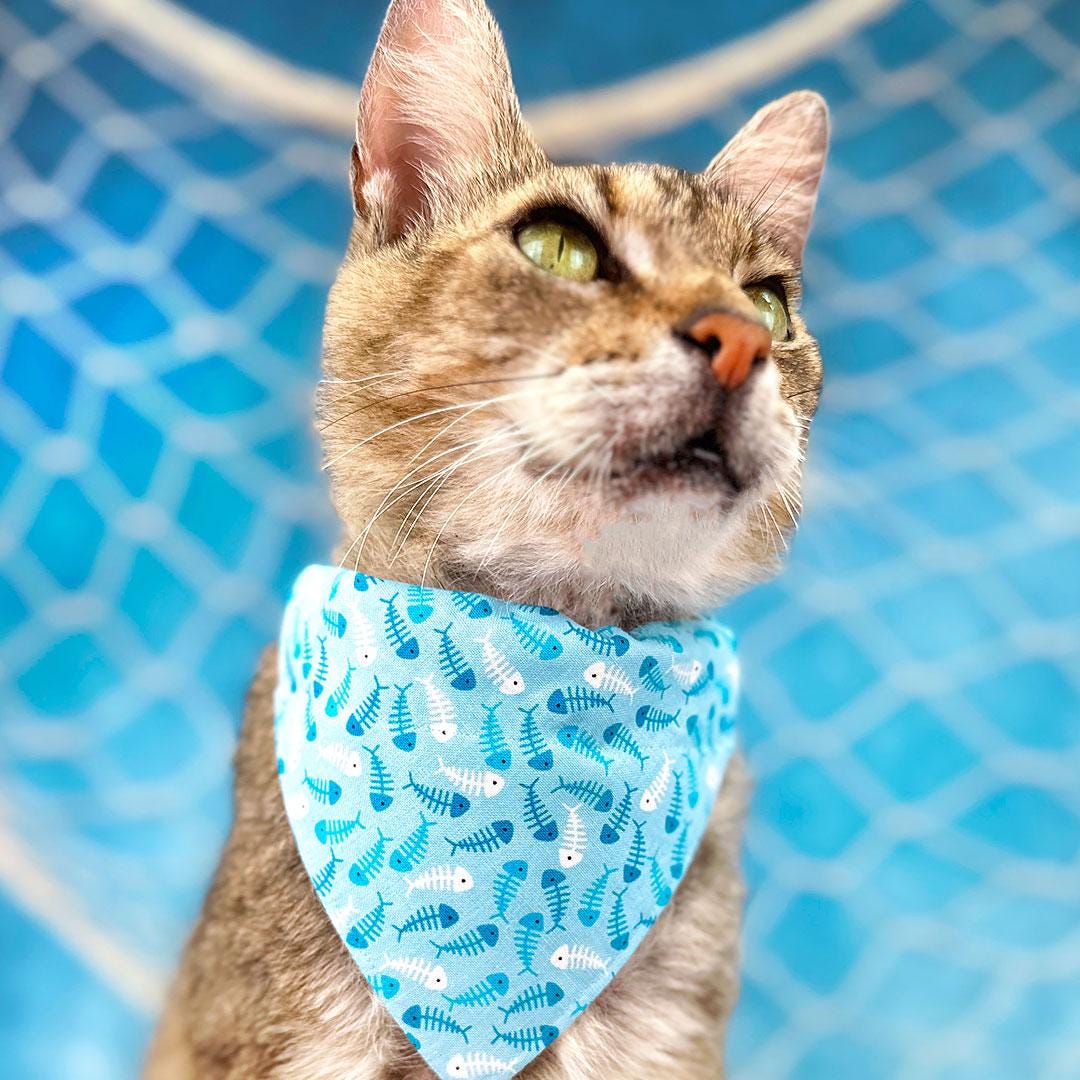 Fish Cat Bandana - "Go Fish" - Ocean Blue Bandana for Cat + Small Dog / Fishing, Fish Bone, Sardine, Seafood, Sea / Slide-on Bandana