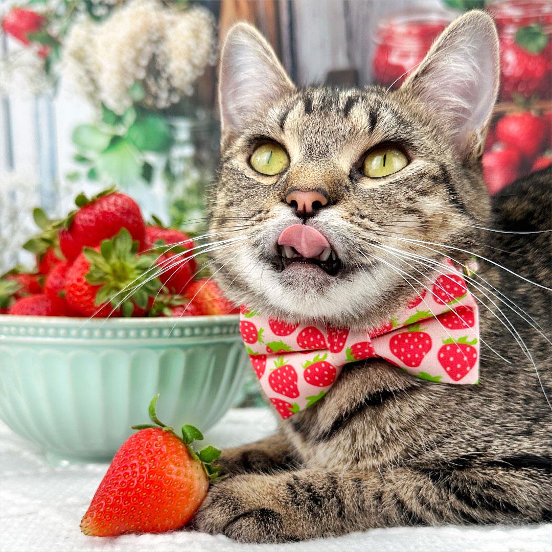 Strawberry Bow Tie Cat Collar Set - "Strawberry Patch" - Cute Red Berry Fruit Cat Collar with Bow Tie / Spring + Summer / Cat, Kitten, Small Dog Sizes
