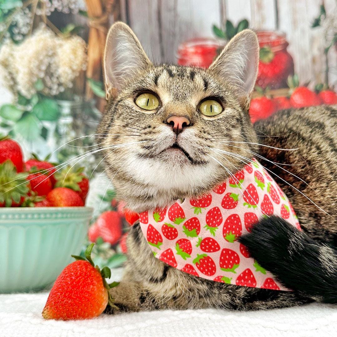 Strawberry Cat Bandana - "Strawberry Patch" - Red Berry Fruit Bandana for Cat + Small Dog / Spring + Summer / Slide-on Bandana