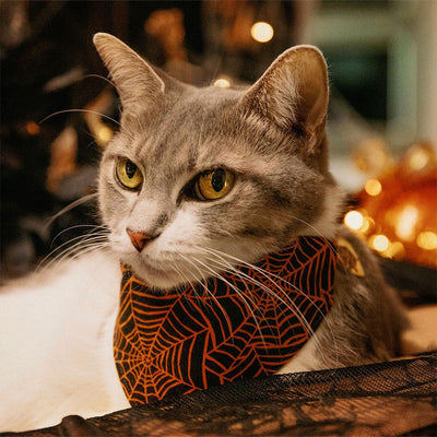 Spiderweb Cat Bandana - "Spellbound" - Orange & Black Halloween Bandana for Cat + Small Dog / Spider / Slide-on Bandana / Over-the-Collar
