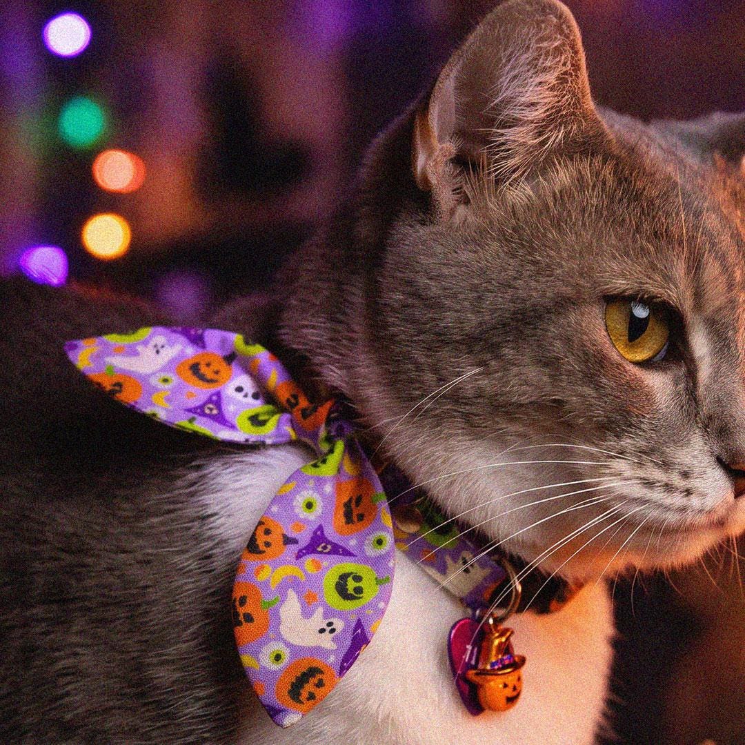 Cat Collar + Flower Set - "Creepy Cuties - Purple" - Halloween Cat Collar w/ Plum Felt Flower (Detachable) / Cat, Kitten + Small Dog Sizes