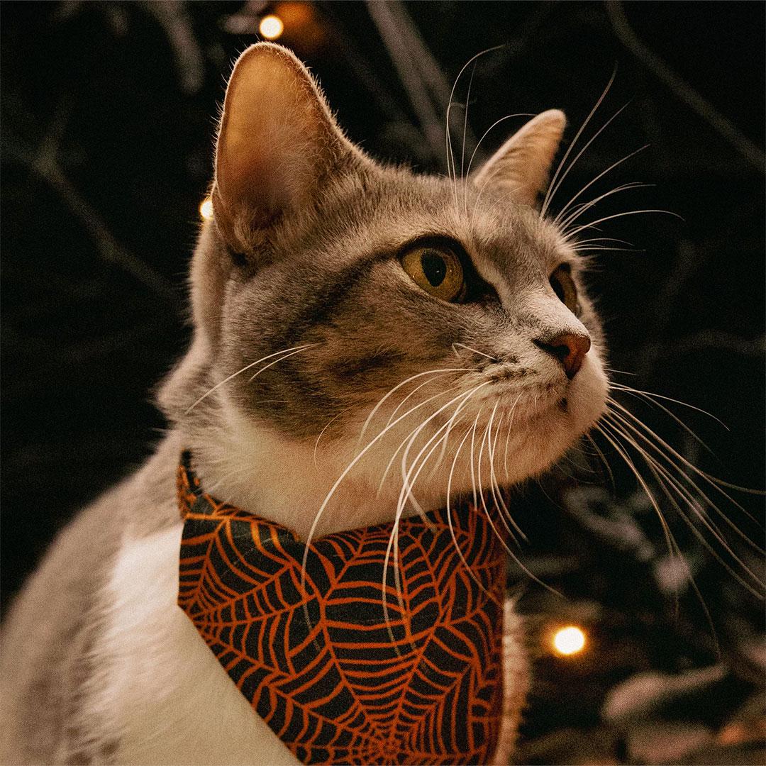 Spiderweb Cat Bandana - "Spellbound" - Orange & Black Halloween Bandana for Cat + Small Dog / Spider / Slide-on Bandana / Over-the-Collar