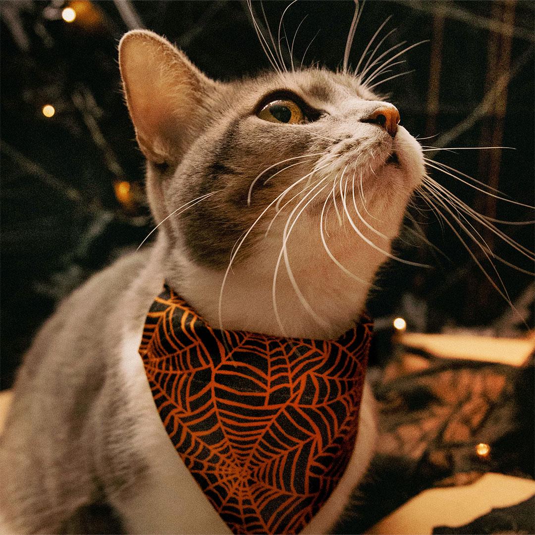 Spiderweb Cat Bandana - "Spellbound" - Orange & Black Halloween Bandana for Cat + Small Dog / Spider / Slide-on Bandana / Over-the-Collar