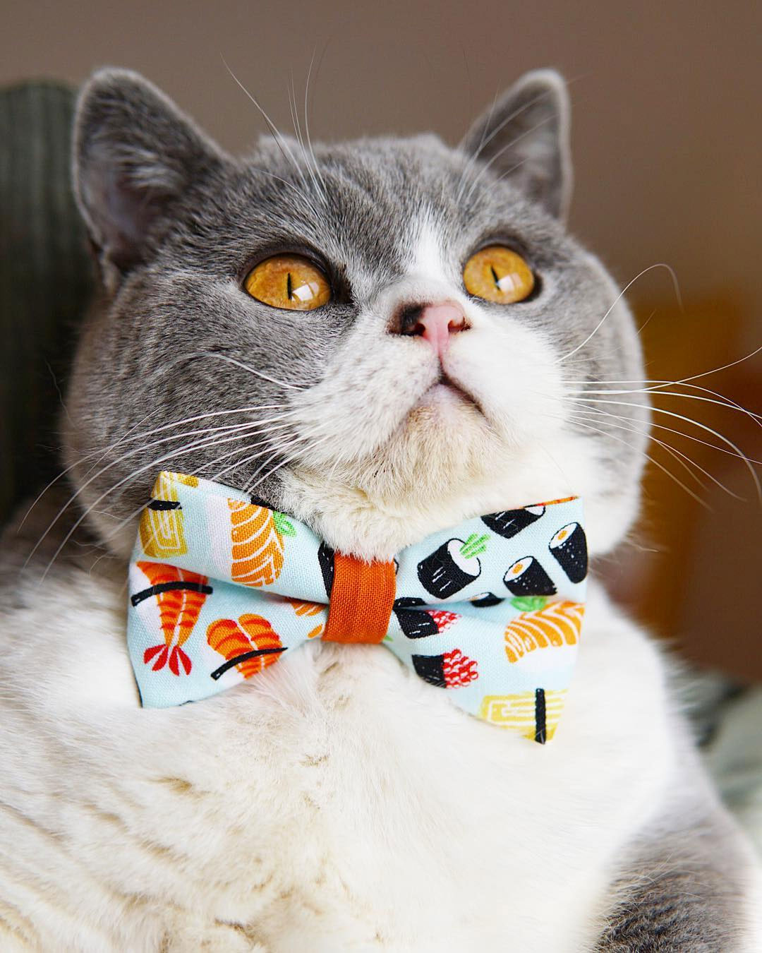 Sushi Cat Bow Tie - "Sushi Date" - Bow Tie for Cat, Kitten or Small Dog - Removable, One Size