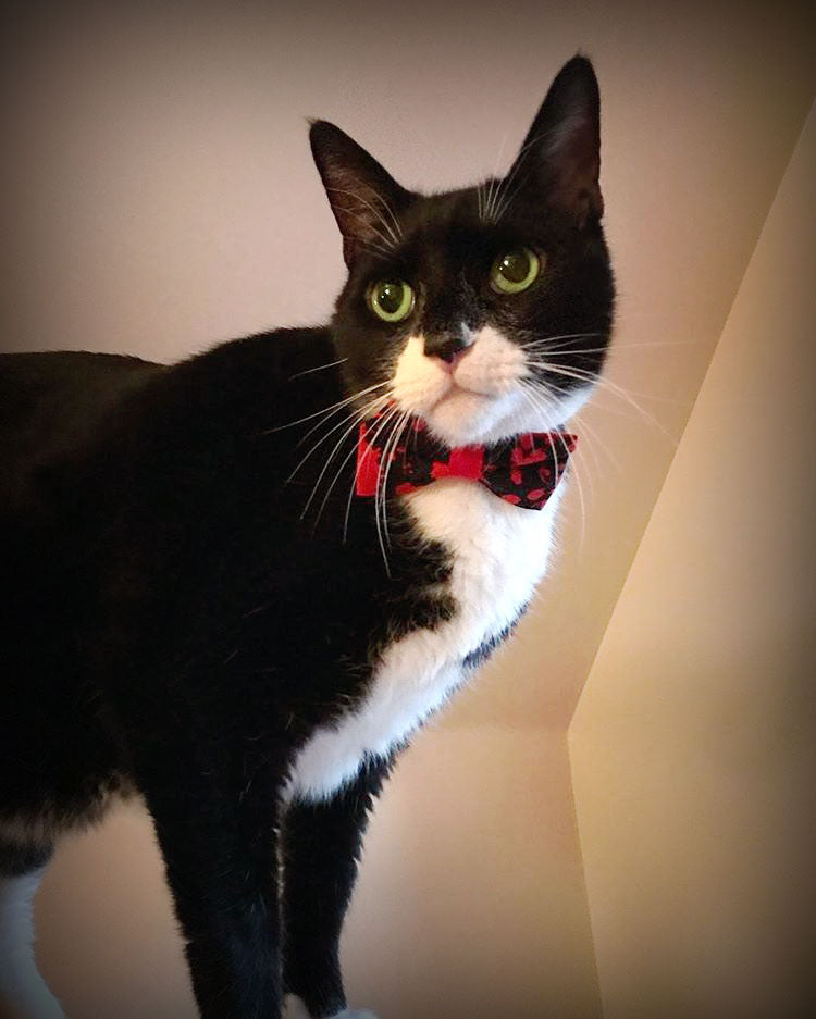 Vampire Cat Bow Tie - "Dracula" - Horror Movie Cat Collar Bow Tie/Kitten Bow Tie/Small Dog Bow Tie - Removable (One Size)