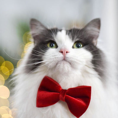 Pet Bow Tie - "Velvet - Garnet Red" - Rich Lustrous Soft Red Velvet - Christmas / Holiday - Detachable Bowtie for Cats + Dogs