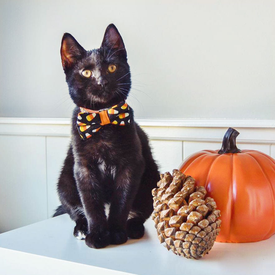 Halloween Bow Tie Cat Collar Set - "Trick or Treat" - Cat Collar + Candy Corn Bow Tie/Multiple Sizes