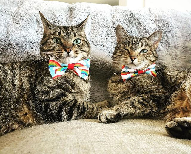 Pet Bow Tie - "Rainbow Magic" - Rainbow Cat Collar Bow Tie / LGBTQ Pride / Cat, Kitten, Small Dog Bowtie / Removable (One Size)