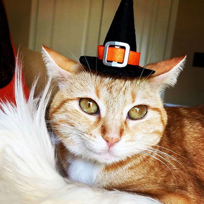 Pet Witch Hat - Halloween Photo Prop | X-Small Mini Size for Cats, Kittens + Small Dogs