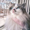 Pet Bandana - "Devotion Pink" - Light Pink & Gold Heart Bandana for Cat + Small Dog / Valentine's Day Cat Bandana / Slide-on Bandana / Over-the-Collar (One Size)
