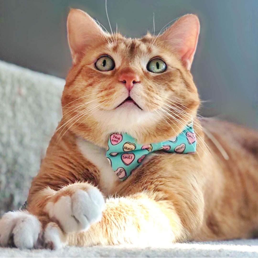 Bow Tie Cat Collar Set