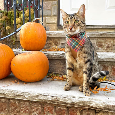 Cat Collar - "Campfire" -  Smoky Rainbow Plaid Cat Collar / Fall, Autumn, Thanksgiving / Breakaway Buckle or Non-Breakaway / Cat, Kitten + Small Dog Sizes