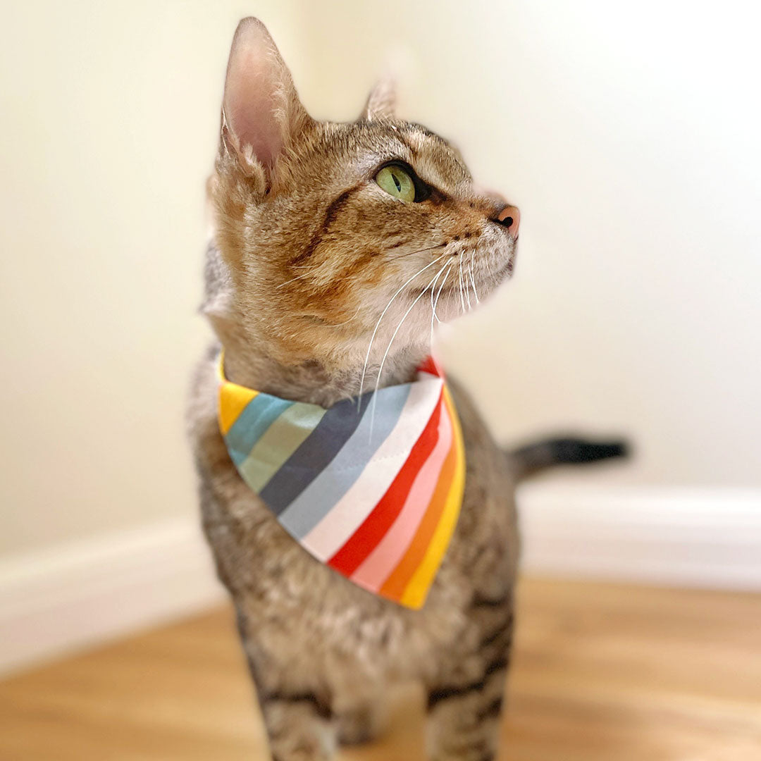 Cat Collar - "Carousel" - Striped Rainbow Cat Collar / Birthday, LGBTQ, Summer / Breakaway Buckle or Non-Breakaway / Cat, Kitten + Small Dog Sizes