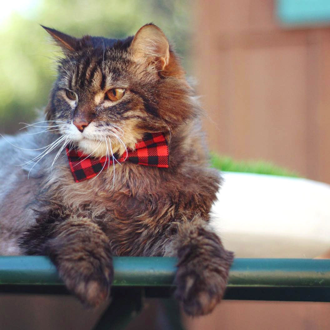 Pet Bow Tie - "Cozy Cabin Red" - Buffalo Check Plaid in Red - Fall / Winter / Holiday / Hipster - Detachable Bowtie for Cats + Dogs